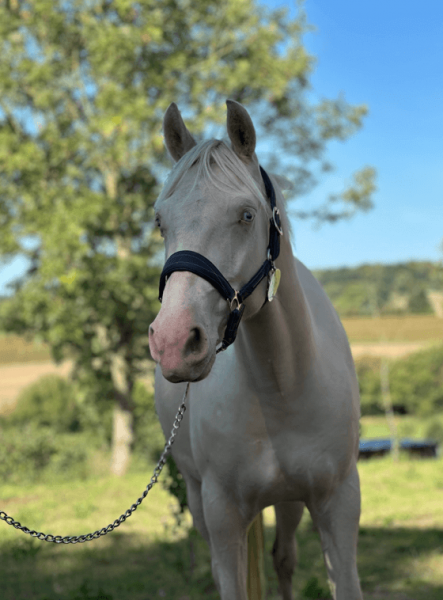 À vendre – Kalista du Pré Mathy