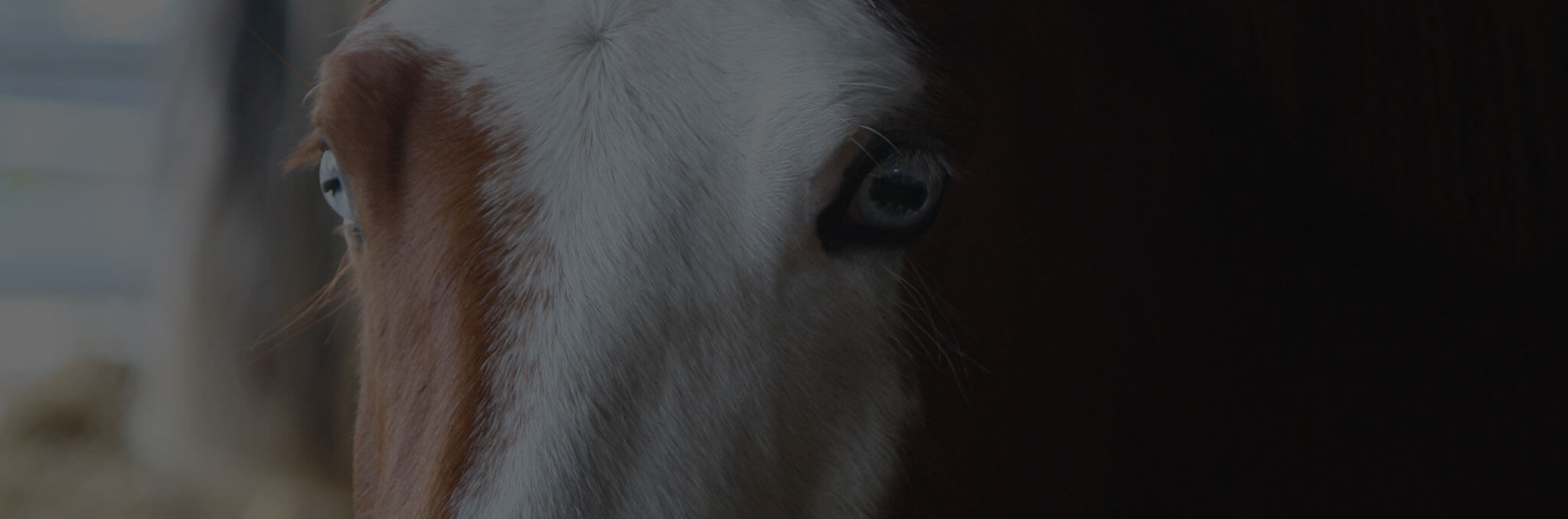Poney club